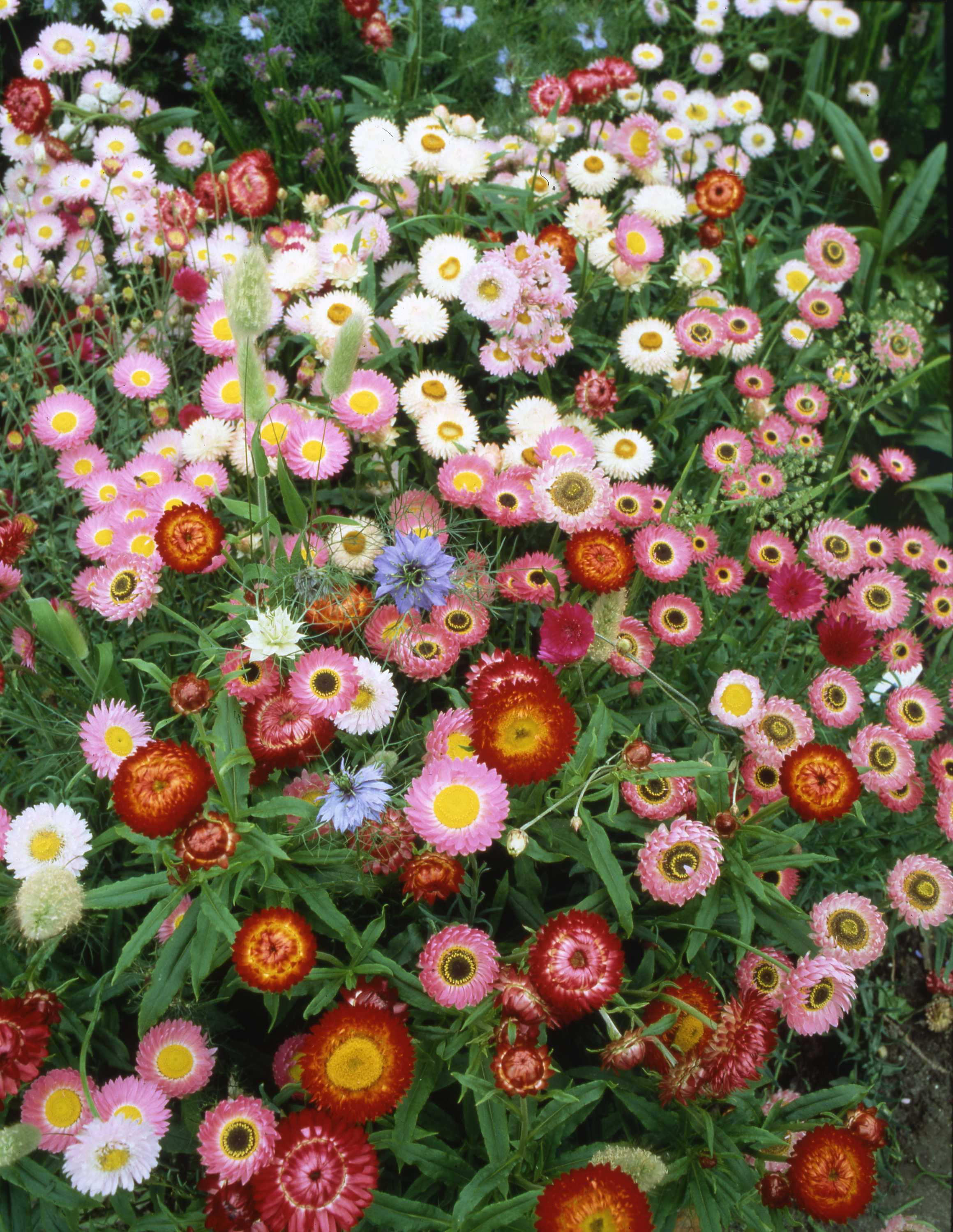 Zmes kvetov na sušenie 1 kg